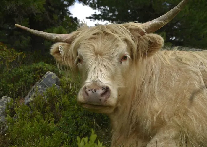 Apartman Freestyle Sautens